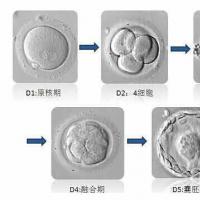 囊胚培养与移植技(jì )术