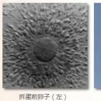 胚胎实验室里的「拆蛋技(jì )术」，你听说过吗？